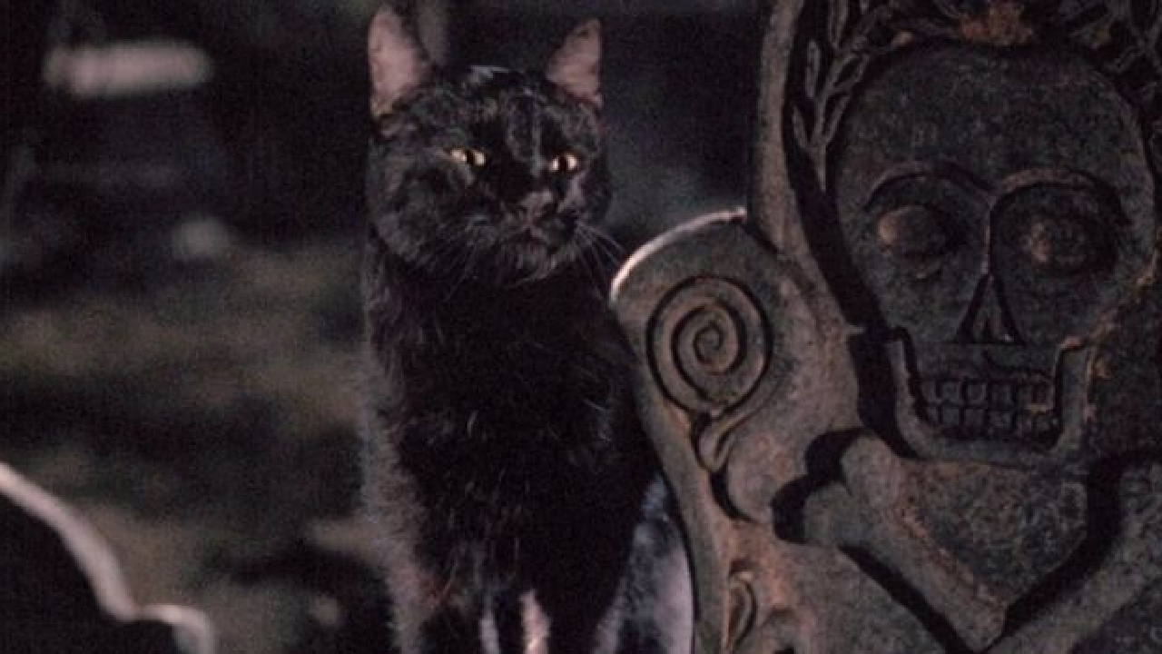 Le chat dans Hocus Pocus.