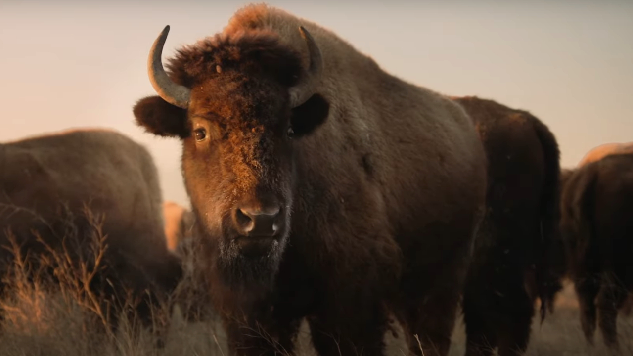 Ein Büffel im goldenen Licht im Trailer zu „The American Buffalo“ von Ken Burns