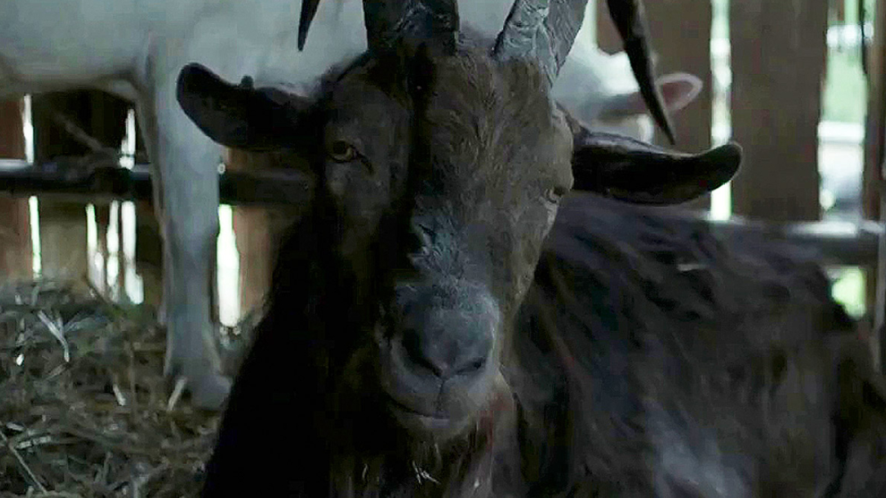 Black Phillip dans La Sorcière