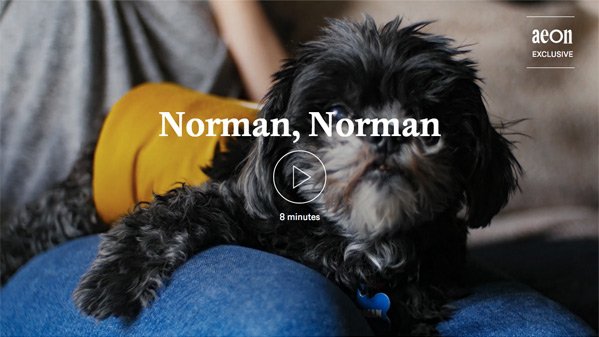 Norman, Norman Kurzfilm