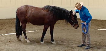 Bande-annonce du documentaire Le Cowboy et la Reine